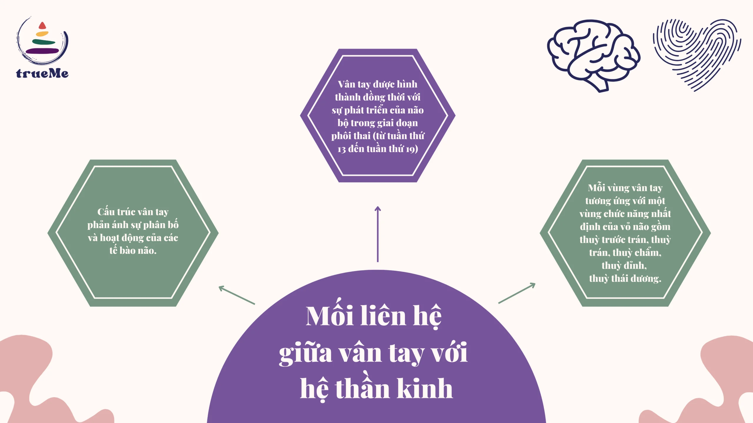 sinh trac van tay scaled